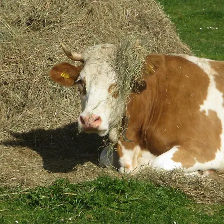 Landl Vorberg Vakantiehuis Ramsau am Dachstein