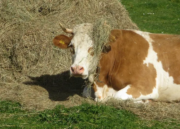 Landl Vorberg Hébergement de vacances Ramsau am Dachstein